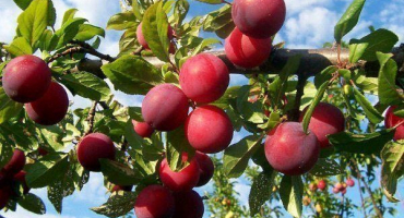 Čínská švestka: kompletní přehled unikátní rostliny